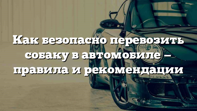 Как безопасно перевозить собаку в автомобиле — правила и рекомендации