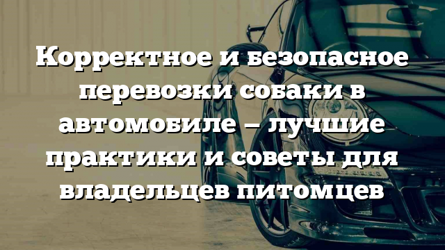 Корректное и безопасное перевозки собаки в автомобиле — лучшие практики и советы для владельцев питомцев